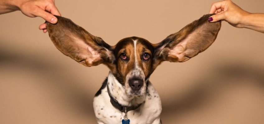 Pulizia delle orecchie dei nostri animali&nbsp;domestici