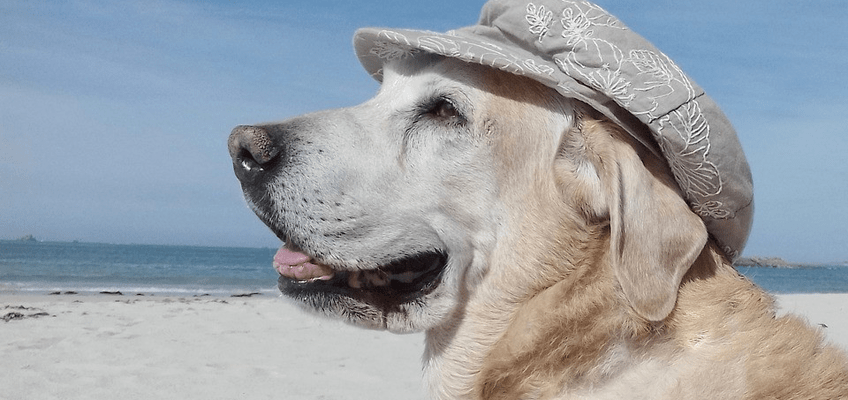 Vacanze col proprio cane o gatto: come organizzare il&nbsp;viaggio