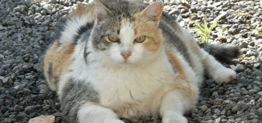 Cani e gatti obesi: cause, conseguenze,&nbsp;rimedi