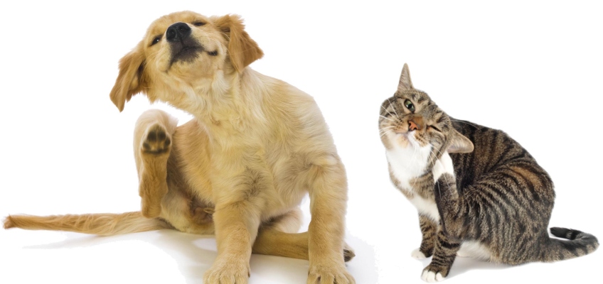 Otite negli animali domestici: sintomi e&nbsp;rimedi