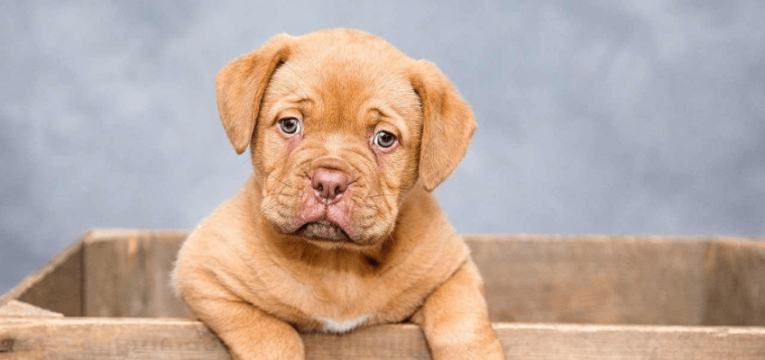 Adottare un cane: le alternative al canile. Consigli e aspetti&nbsp;etici.