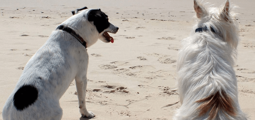 In spiaggia con i nostri cani: consigli utili per non incorrere in “salate” sorprese
