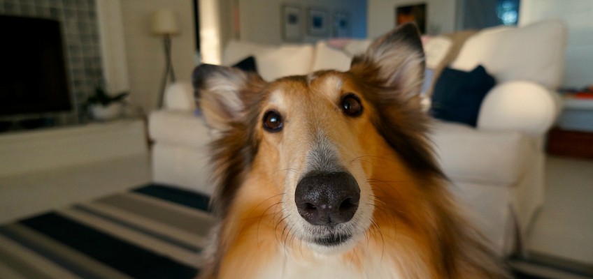 Cani e gatti fanno i&nbsp;dispetti?