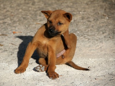 Animali domestici ed&nbsp;allergie