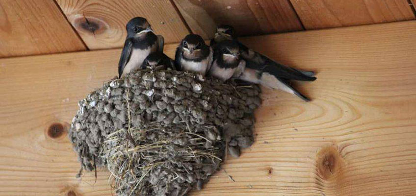 In primavera arrivano le rondini: migrazione e&nbsp;nidificazione