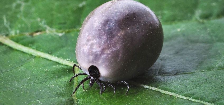 Zecche del cane: prevenzione, sintomi e&nbsp;rimedi