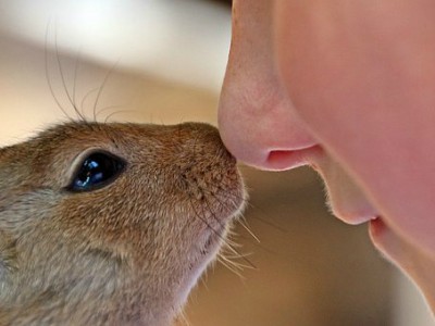 L’importanza di far crescere un bambino a contatto con gli&nbsp;animali