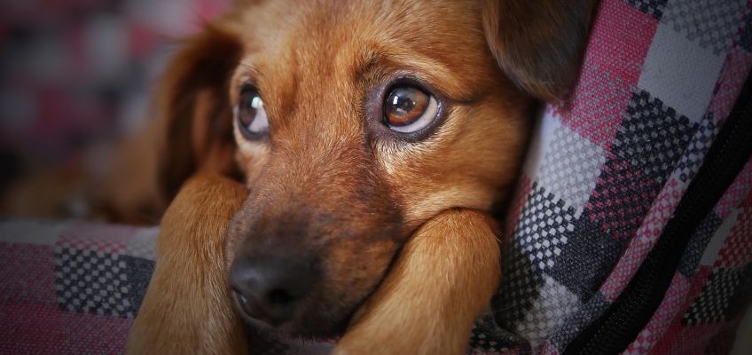 Come vivono un lutto gli&nbsp;animali