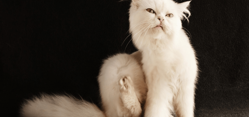 Pulci del cane e del gatto: come  difendere i nostri animali con i rimedi&nbsp;naturali