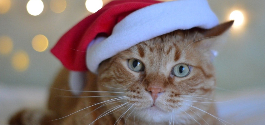 Feste di Natale in viaggio con i propri&nbsp;animali