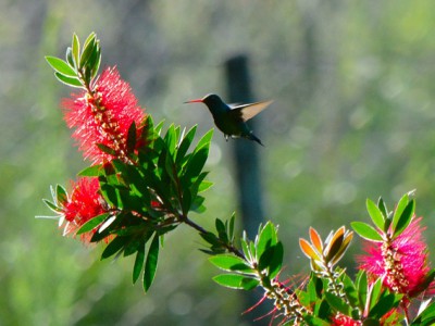 Colibrì: un’esplosione di energia racchiusa in pochi grammi di&nbsp;peso