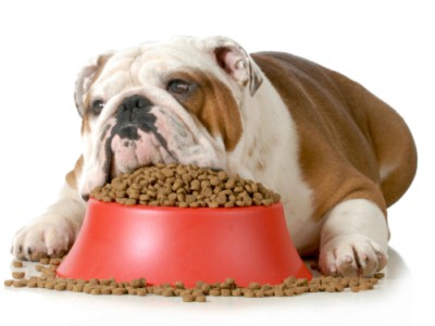 Alimentazione del cane: consigli per una dieta sana ed&nbsp;equilibrata