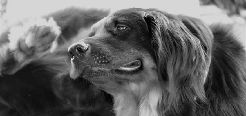 Le dermatiti nei nostri animali da&nbsp;compagnia