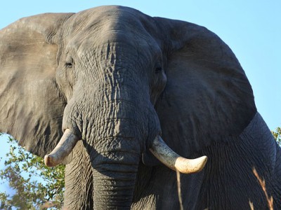 Il “Viaggio dei giganti”: il più grande spostamento di elefanti nella&nbsp;storia