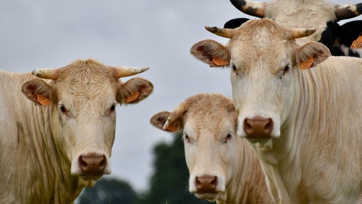 Rapporto ONU: mangiare meno carne per salvare il nostro&nbsp;Pianeta