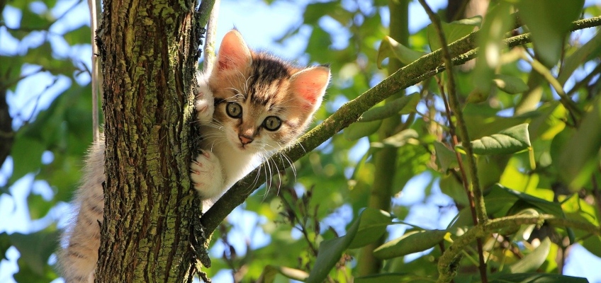 Microchip nei gatti: in Lombardia obbligatorio dal 1° gennaio&nbsp;2020