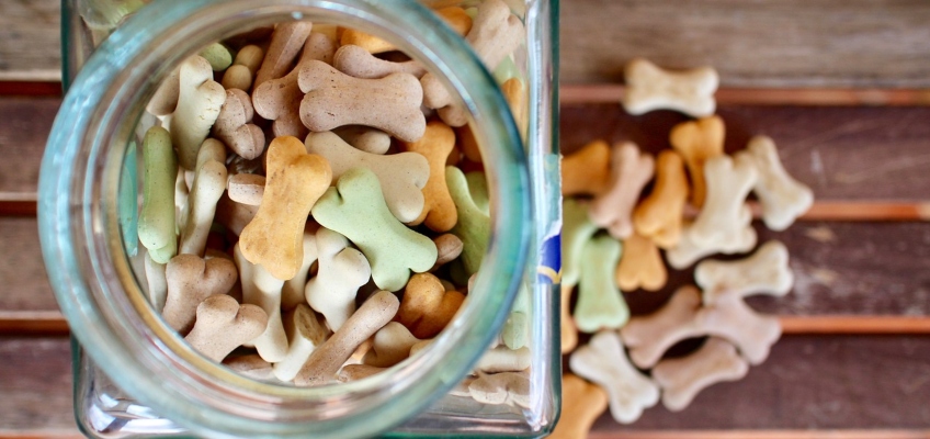 Il rinforzo positivo per educare il proprio&nbsp;cane