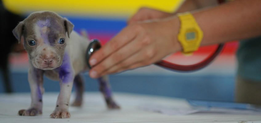 Visita dal veterinario: come ridurre lo&nbsp;stress