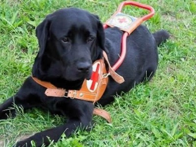 Adottare un cucciolo di cane guida per non&nbsp;vedenti