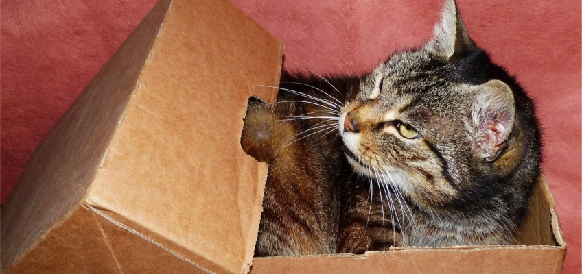 Perchè i gatti amano le&nbsp;scatole?