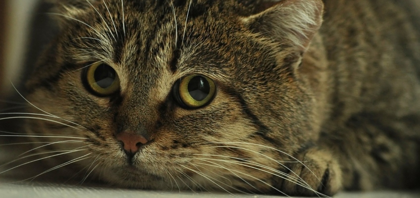 La paura affligge anche i nostri&nbsp;animali