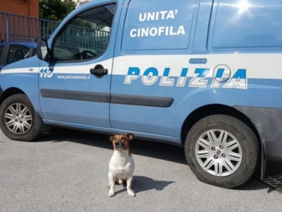 Pocho, il jack russel poliziotto incubo della&nbsp;malavita