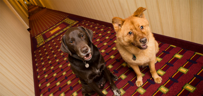 Vacanze in una struttura&nbsp;pet-friendly