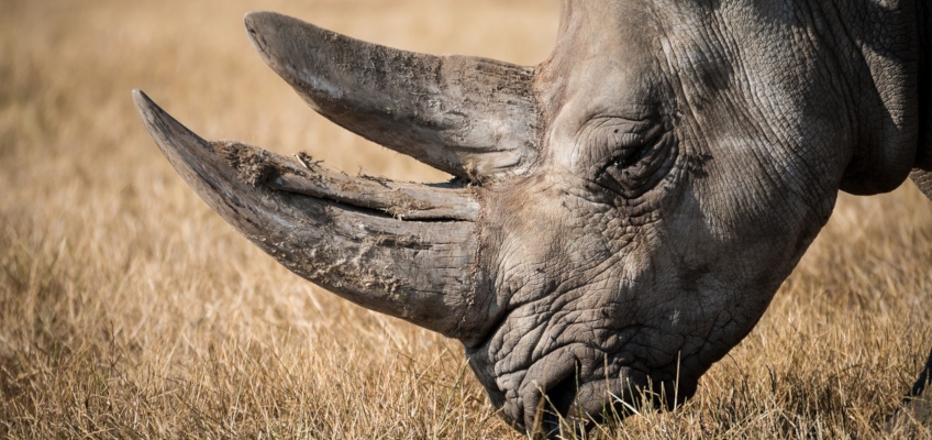 CITES e regolamentazione sul commercio delle specie in pericolo di&nbsp;estinzione