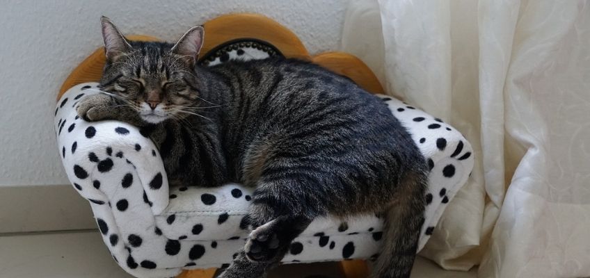 Disturbi comportamentali in cani e gatti: cause e&nbsp;rimedi