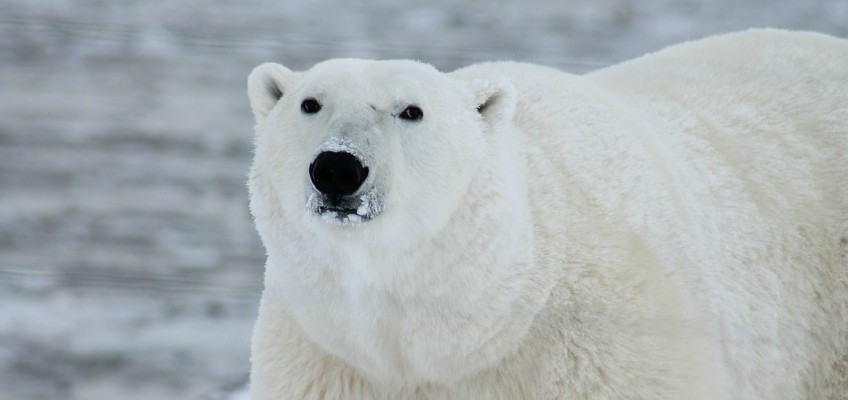 Orso polare, simbolo dei cambiamenti&nbsp;climatici