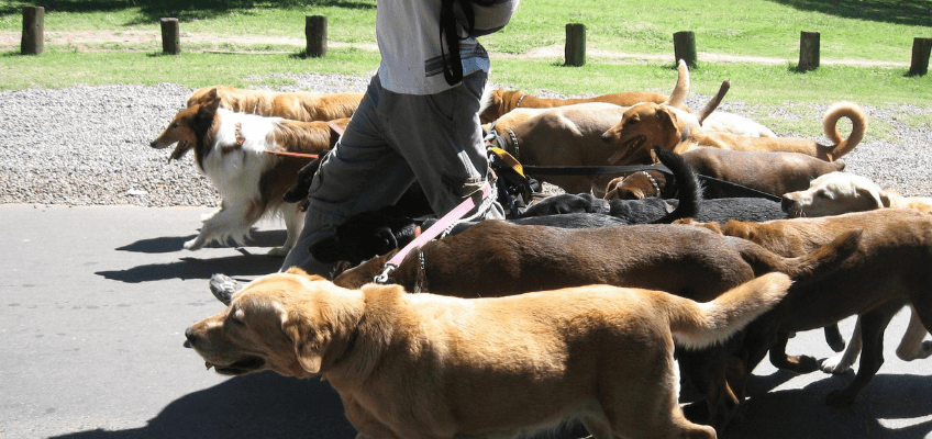 In vacanza senza i propri animali: come scegliere una responsabile&nbsp;alternativa