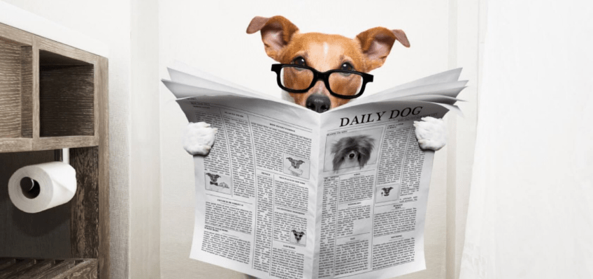 Diarrea nel cane e gatto: possibili cause e&nbsp;rimedi