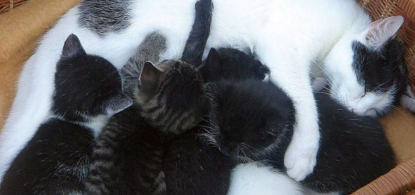 Parto della gatta: come prepararsi e affrontare il lieto&nbsp;evento