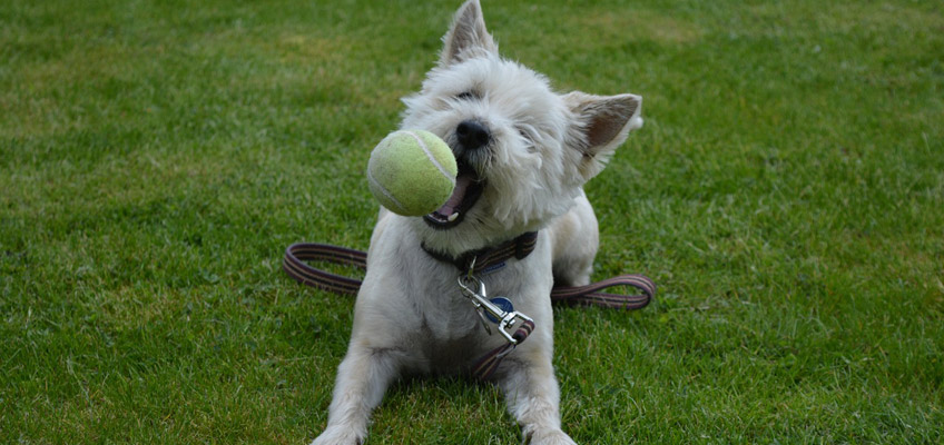 L’importanza del gioco per il benessere dei nostri&nbsp;animali