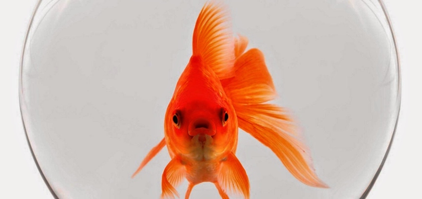 Pesce rosso nella boccia di vetro: assolutamente&nbsp;no!