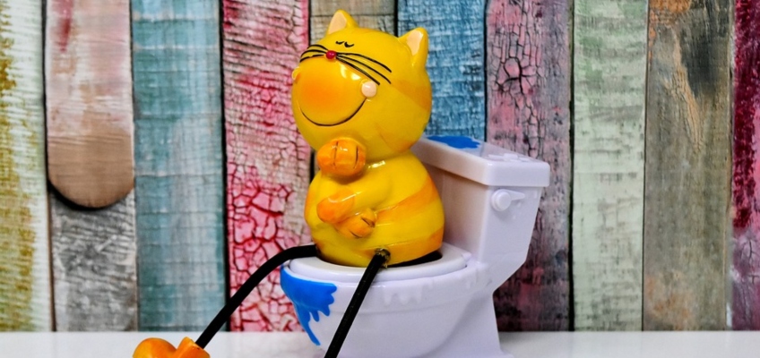 Lettiera del gatto: come sceglierla e come usarla nel modo&nbsp;migliore