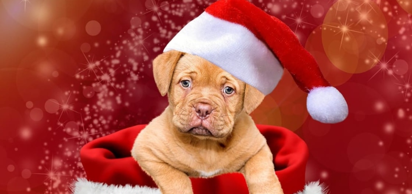 Regalare un cucciolo per&nbsp;Natale