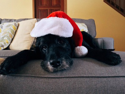 Natale e i possibili pericoli per i nostri&nbsp;animali