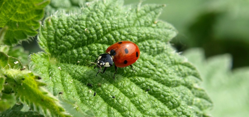 Coccinelle: alleate in&nbsp;agricoltura
