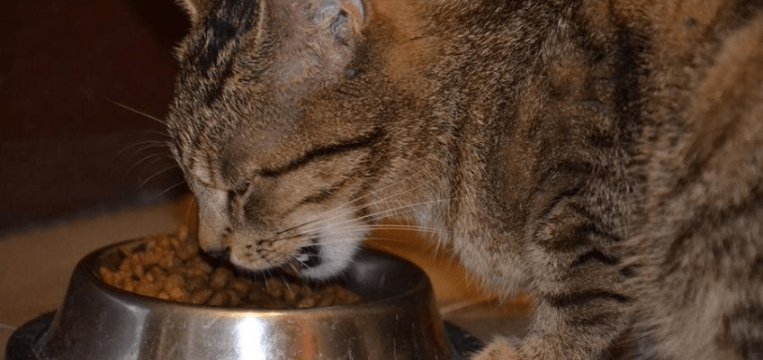 Alimentazione del gatto: consigli per una dieta sana ed&nbsp;equilibrata