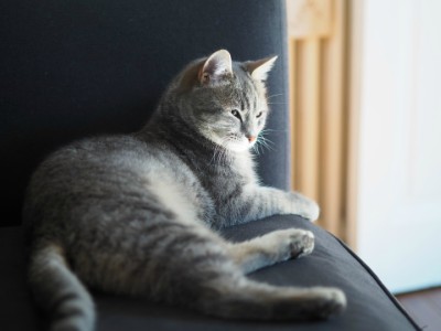 Come aiutare un gatto a superare un “abbandono” affettivo