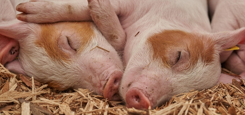 Vegano: cosa significa esserlo e perchè&nbsp;diventarlo