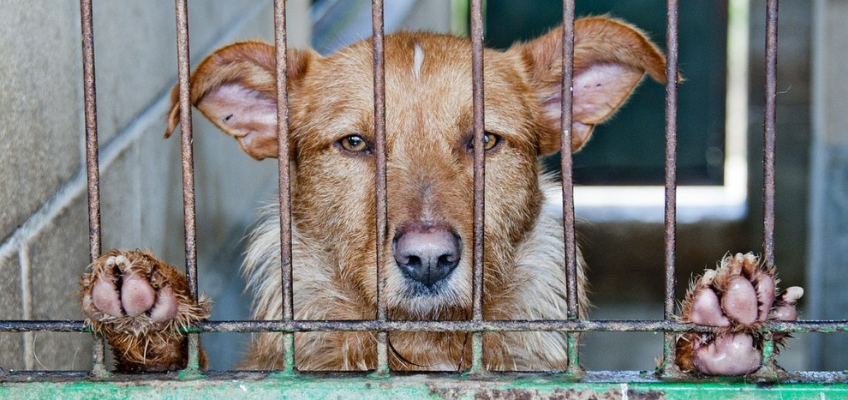 Un cane preso al canile: è la migliore&nbsp;scelta