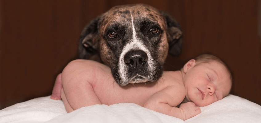 Arrivo di un bebè quando in casa vive già un&nbsp;animale