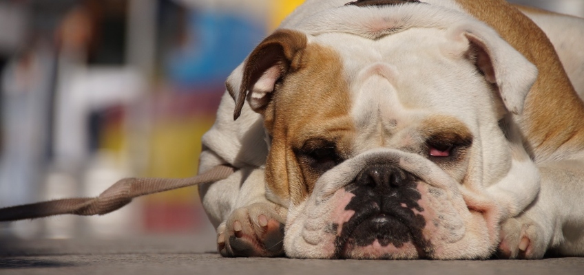 Aria condizionata ed animali&nbsp;domestici