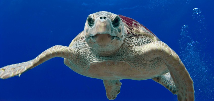 Tartaruga Caretta caretta curiosità: dalla riproduzione alla schiusa delle&nbsp;uova