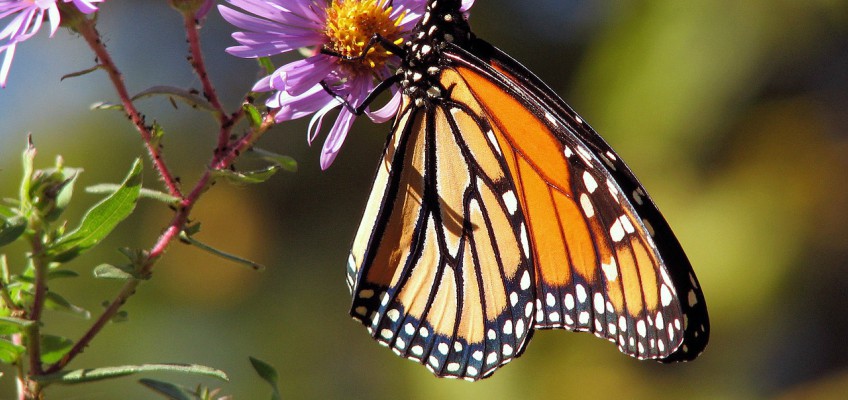La migrazione della Farfalla&nbsp;Monarca