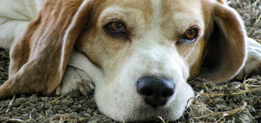 I bisogni di un cane&nbsp;anziano