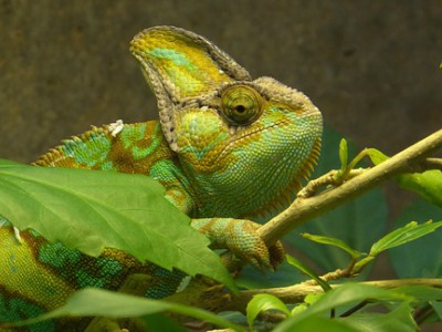 Il camaleonte e i suoi mille&nbsp;colori