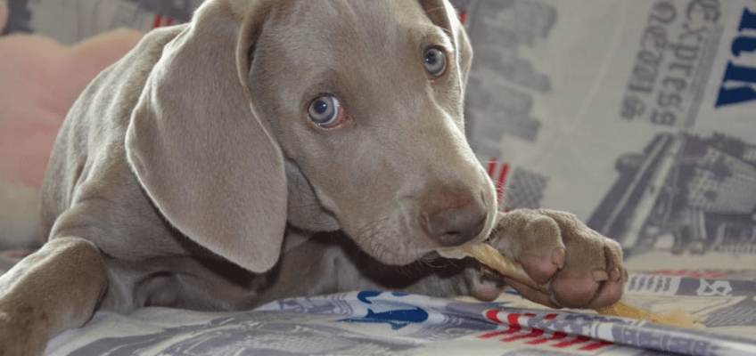 Ansia da separazione del cane: sintomi e&nbsp;rimedi
